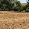 Drag Hose lying in field with a tractor off to the left side
