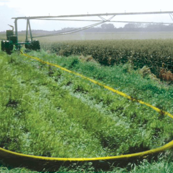 the curve of the yellow premium 200 irrigation hose is in the foreground as it follows behind an irrigation tractor in a field