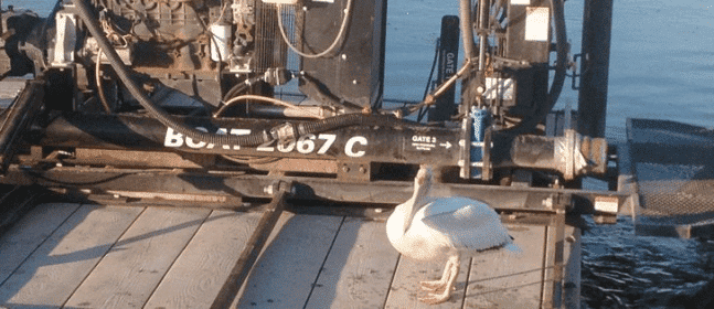 a bird sitting on a Puck agitation boat